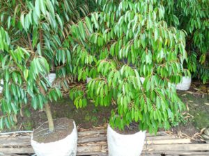 Как выбрать удачный саженец дуриана в Индонезии