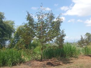 Обрезка дуриана: как не наломать дров