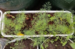 Охота за укропом: как я искала любимую зелень в Индонезии