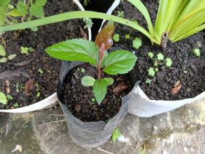 Клубничные яблоки: от случайной покупки до посадки в Индонезии