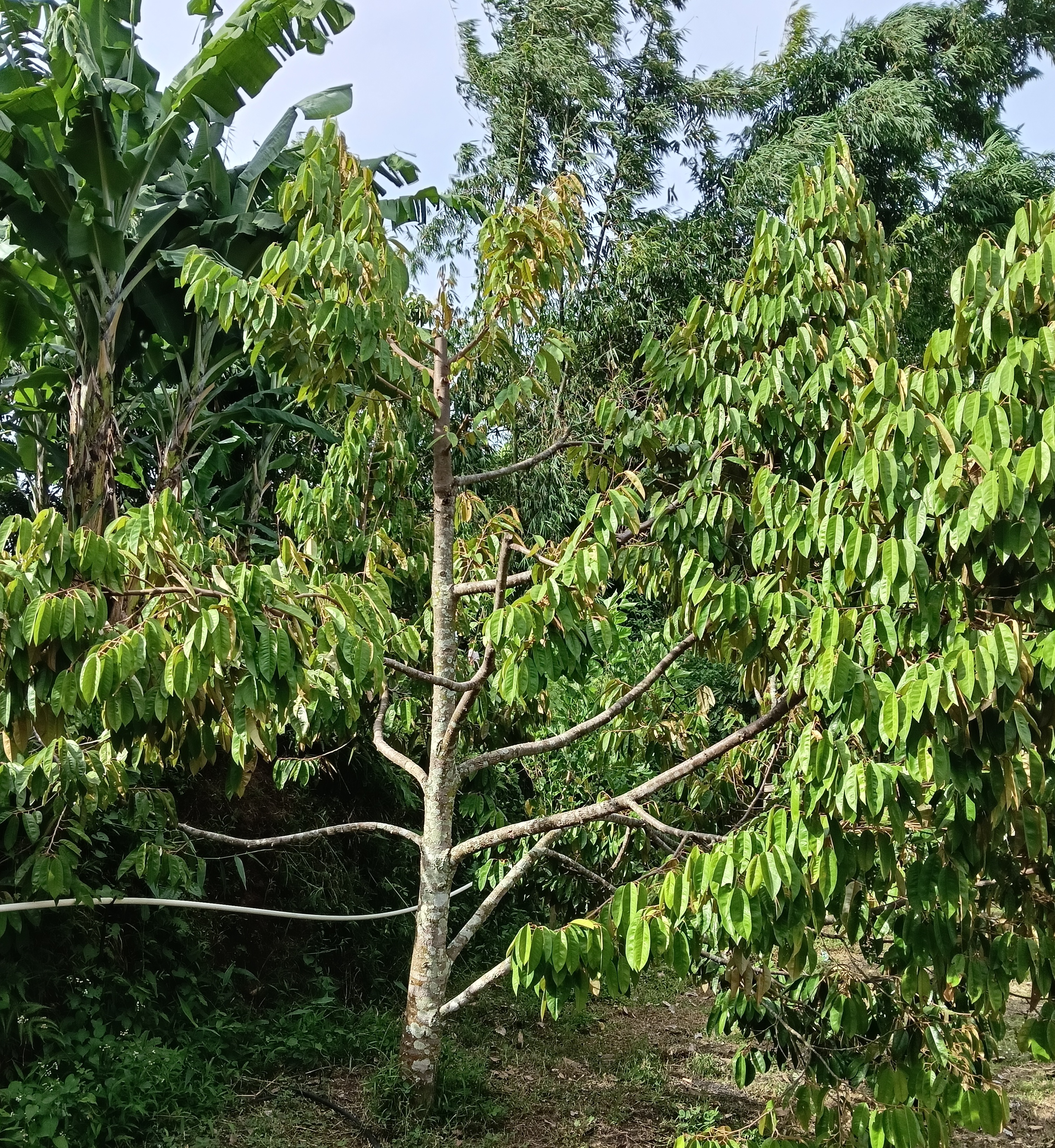 Деревья-спартанцы в горных тропиках