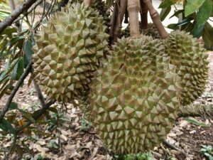 Какие сорта дуриана выращивают в Индонезии