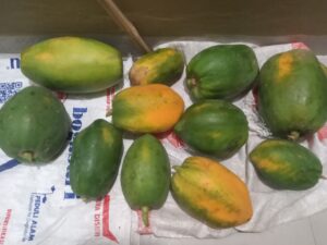 Папайя: от семечка до урожая за 10 месяцев