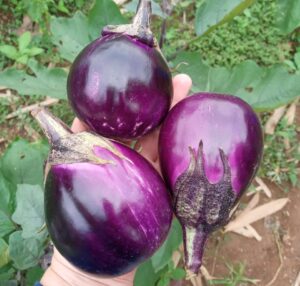 Cкороспелые культуры в Индонезии: компаньоны для дуриана