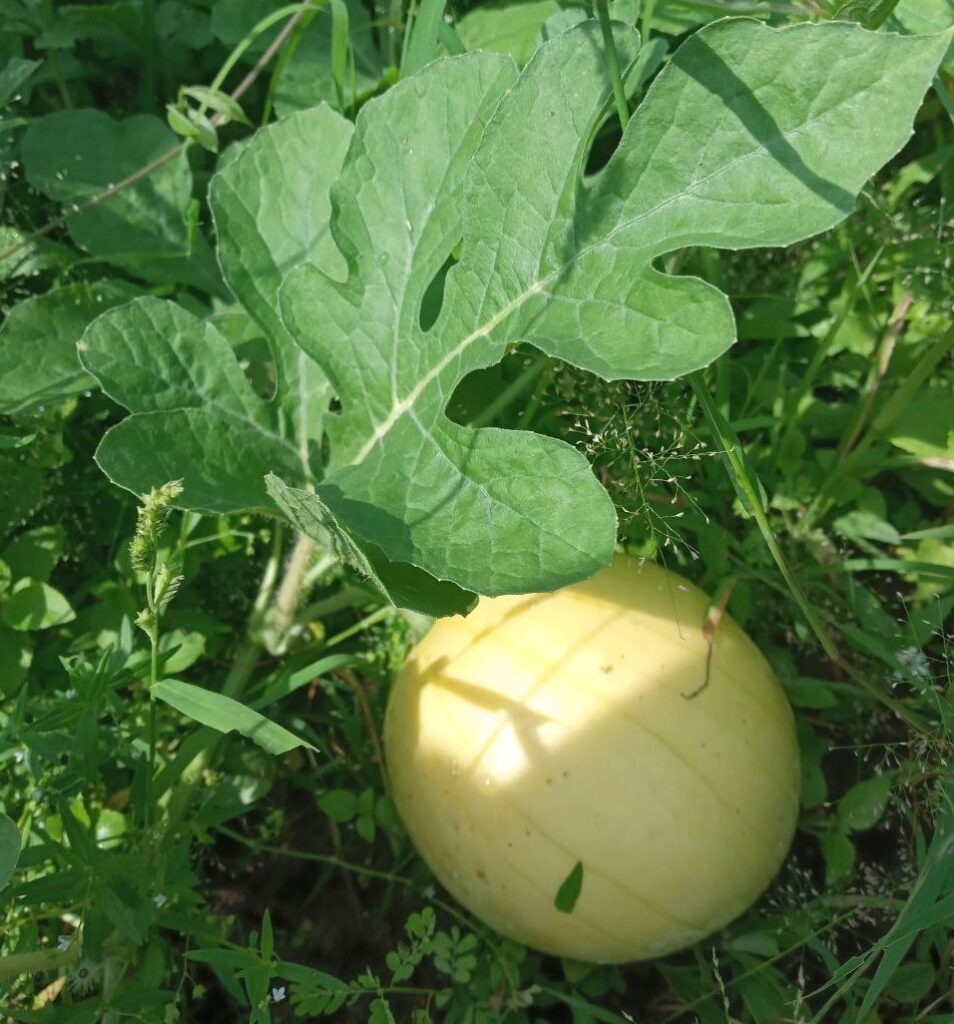 Semangka jenis Faerie siap panen