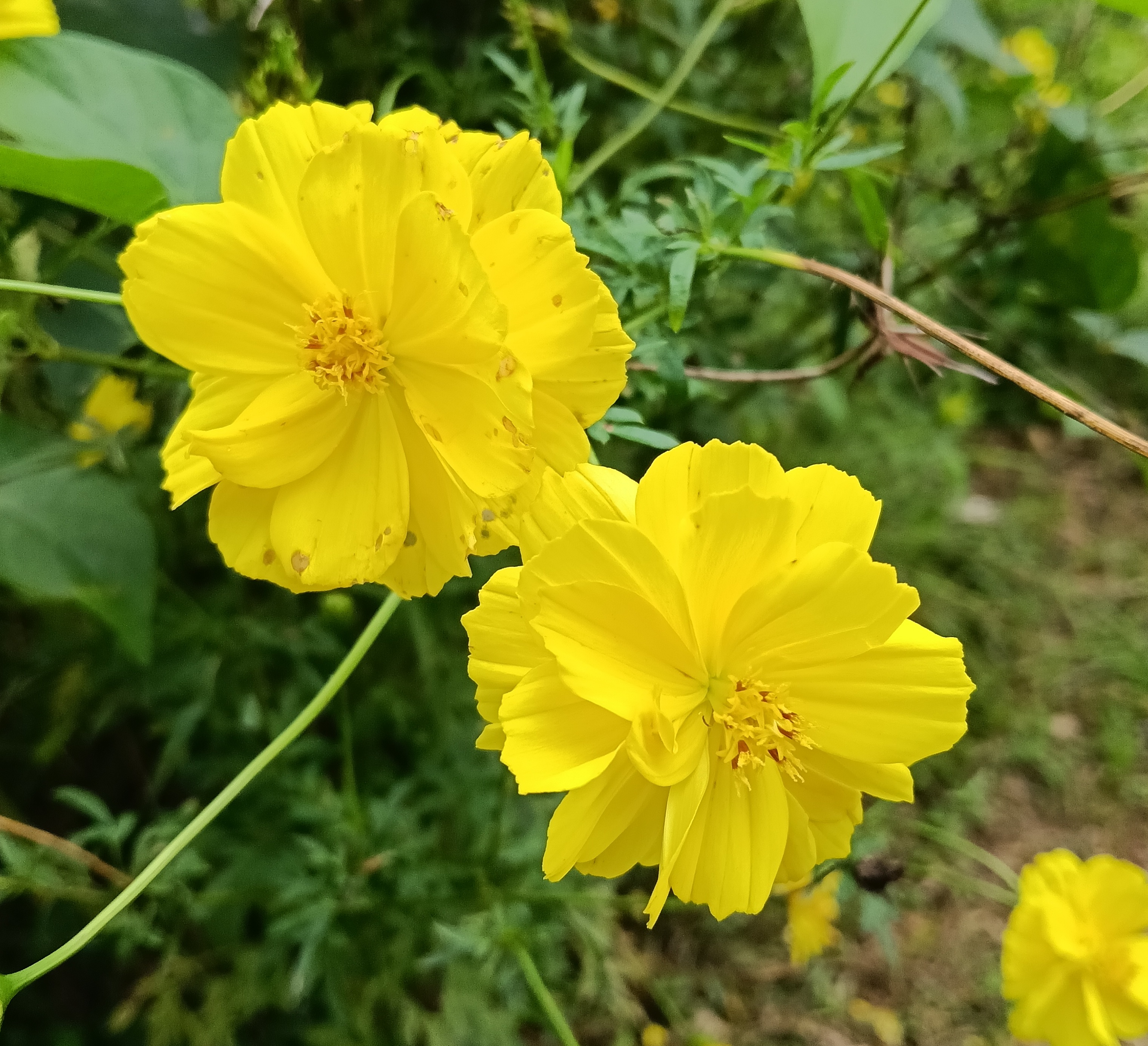 Как цветы обеспечили урожай тропического сада