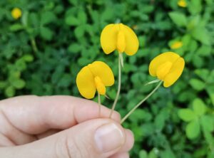 Лучший почвопокровник в тропиках: декоративный арахис