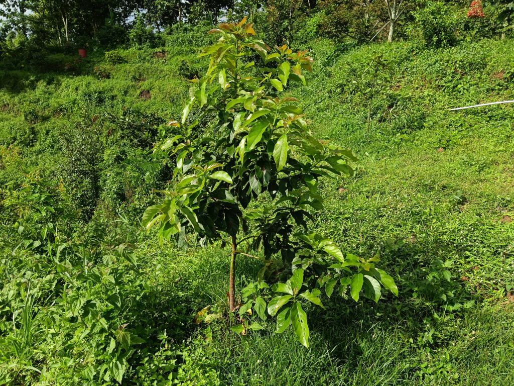 Pohon alpukat dari biji, usianya 2 tahun, Indonesia