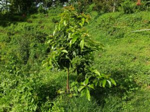 Фруктовые деревья из семян: образец выносливости