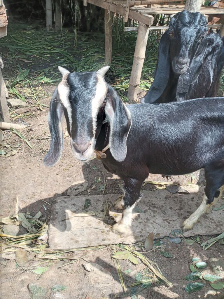 Kambing jantan dan betina hitam di Magetan, Jatim