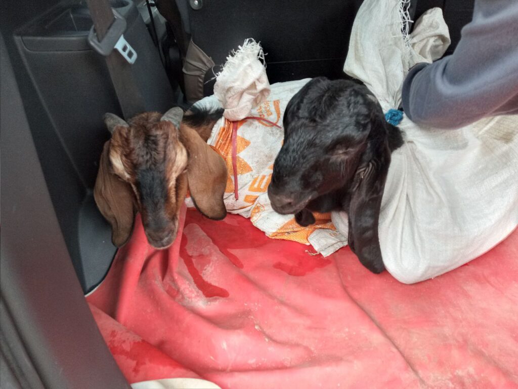 Cempe2 yang baru beli di dalam mobil, Madiun