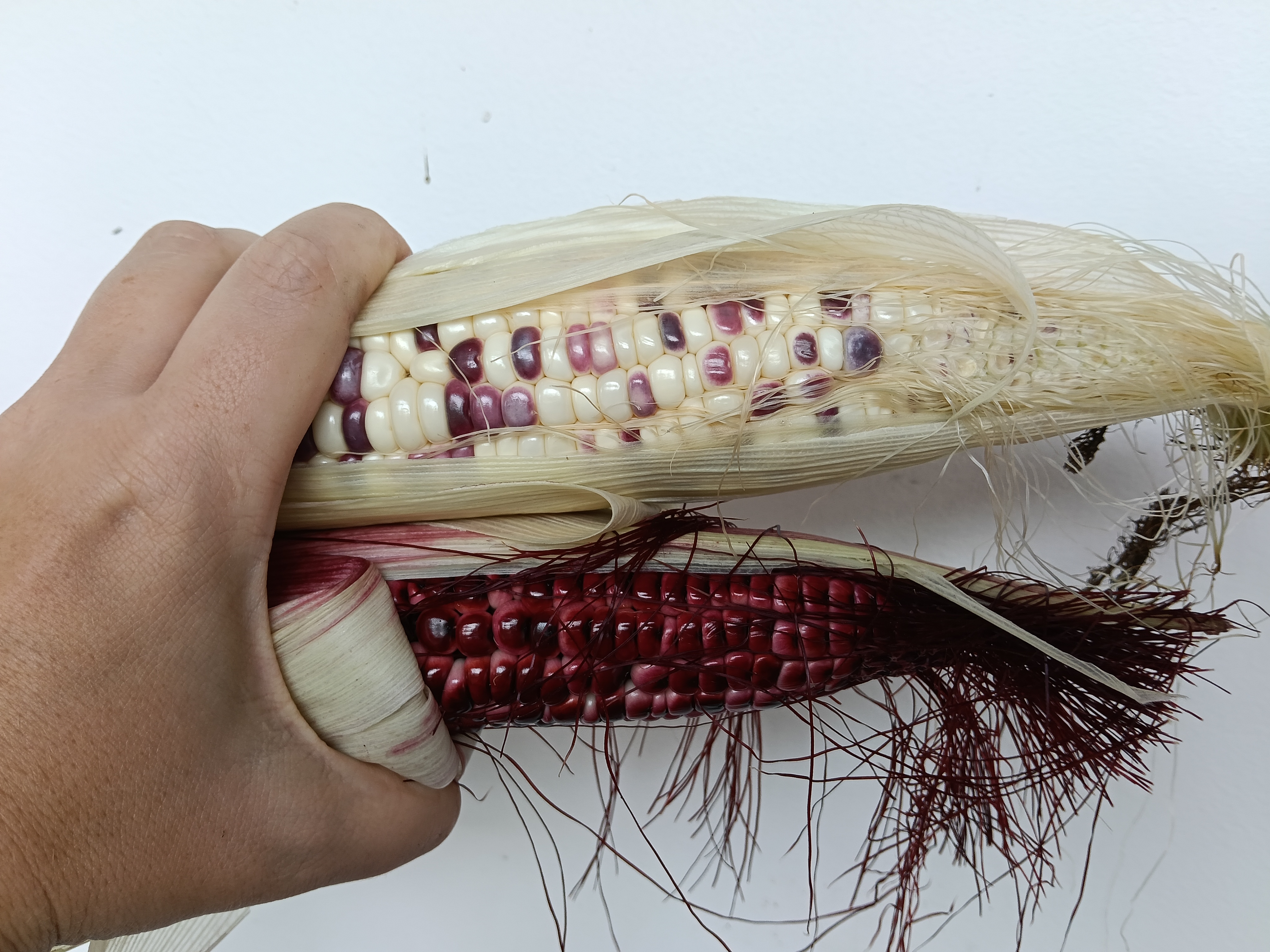 Красная и мозаичная кукуруза: 90 дней до чуда