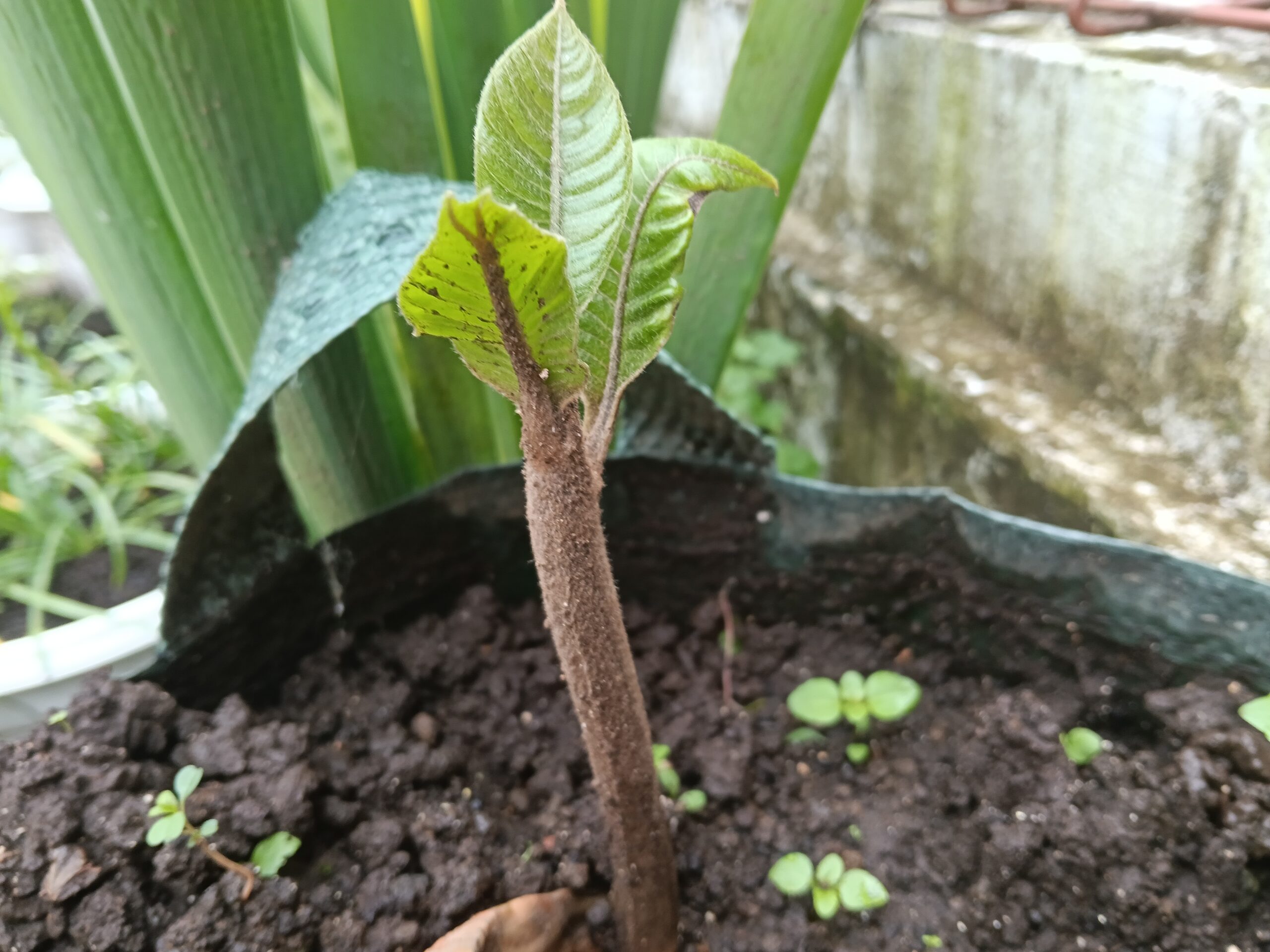 Pohon sapote daribiji, 1.5 bulan, Indonesia
