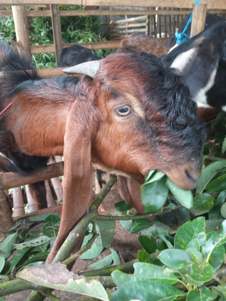 Kambing jantan PE merah, Indonesia