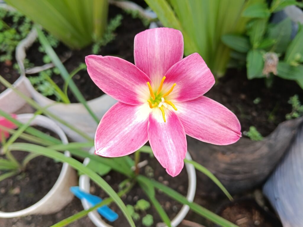 Lily hujan Orchid kelopak merah muda tua dengan garis putih di tengah, Indonesia