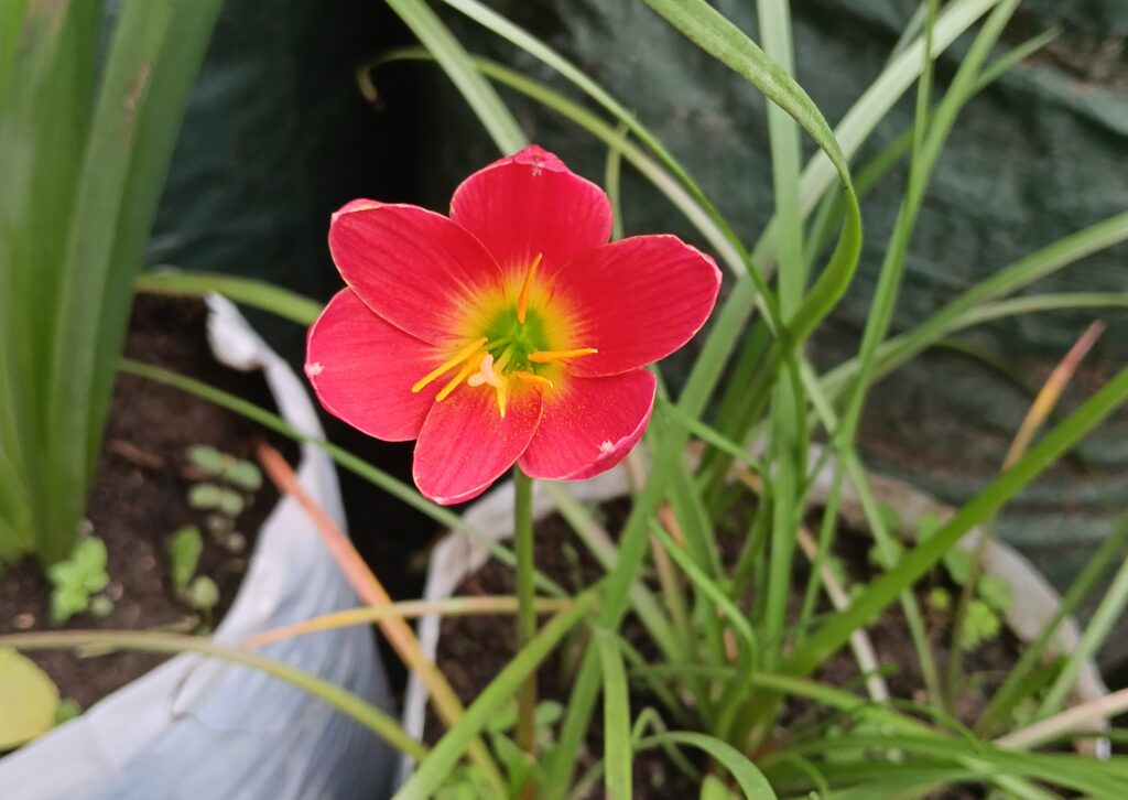 Zephyranthes Pride of Singapore bunga merah tua cerah di kebun tropis, Indonesia