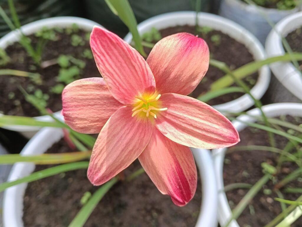 Lily hujan Sassy Pink dengan kelopak merah muda salmon mekar di kebun tropis, Indonesia