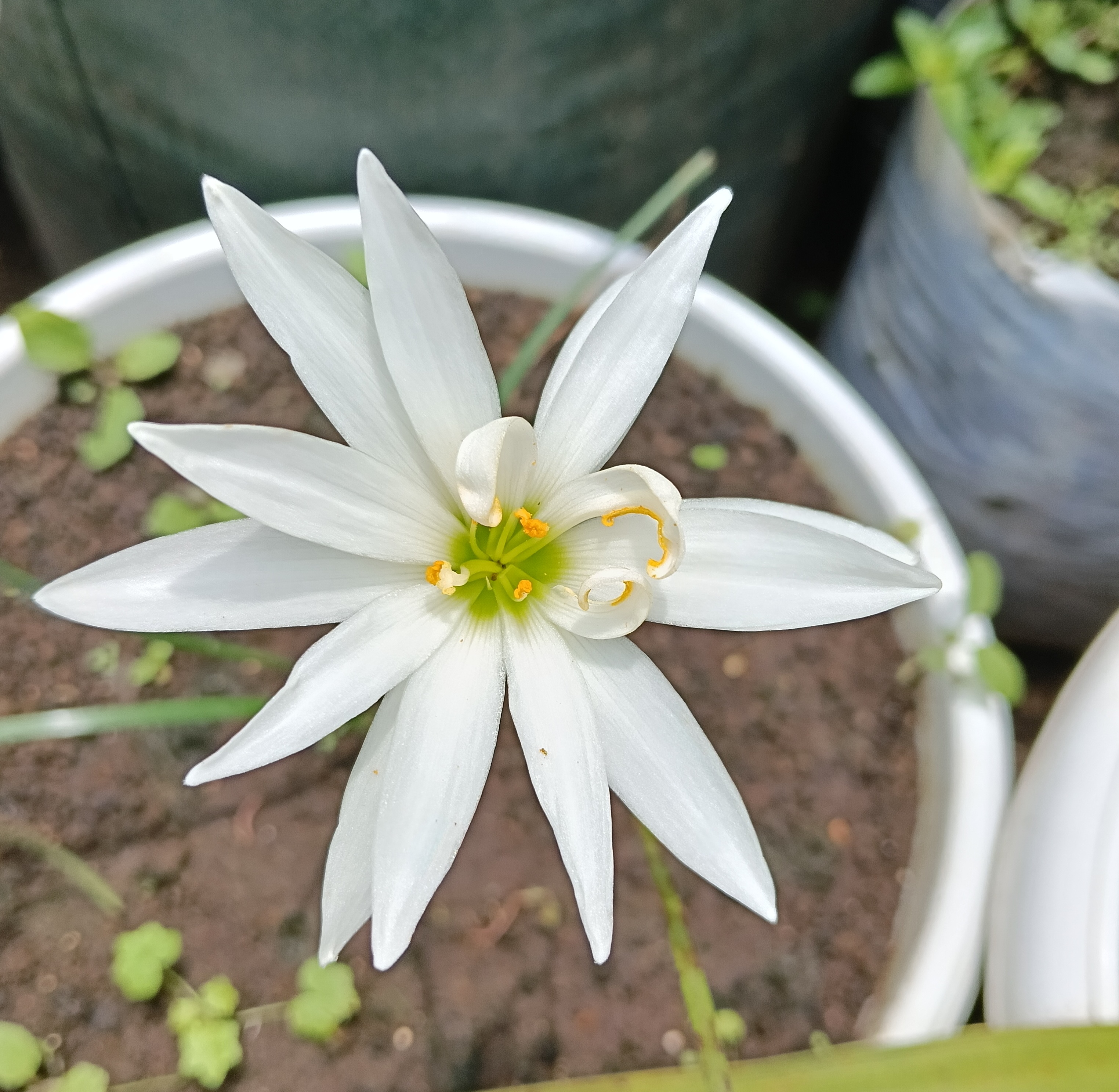Lily hujan Sparkling Glass bunga putih ganda dengan dua lapis kelopak, kebun tropis Indonesia