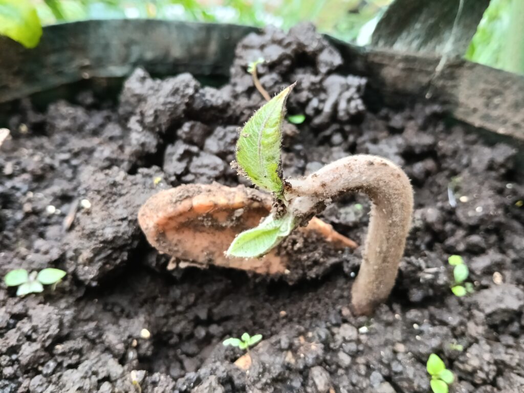 Pohon sapote asli biji, 1 bulan, Jawa Timur