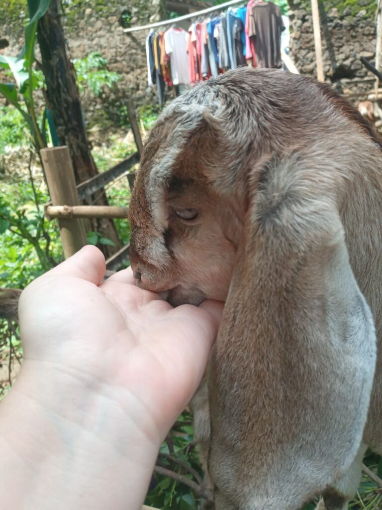 Anak kambing cium tangan saya di Magetan