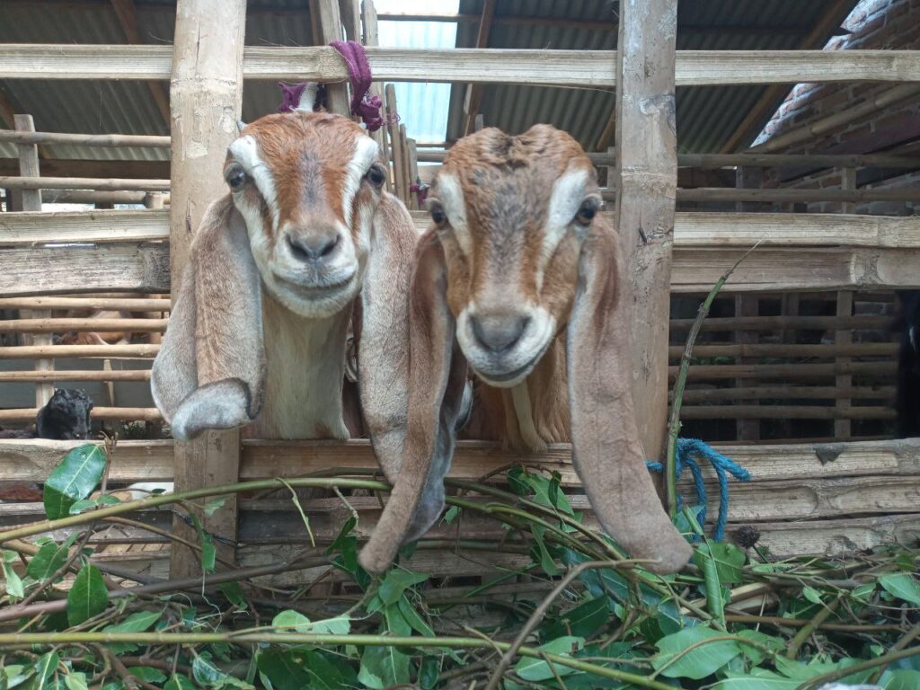 2 cempe kambing peranakan etawa kita, Jatim