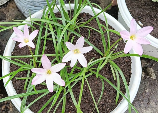 Lily hujan First Love dengan kelopak merah muda lembut mekar setelah hujan, Indonesia
