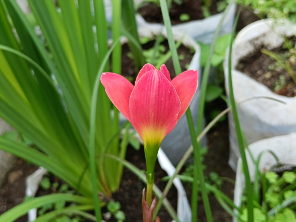 Lily hujan Pride of Singapore bunga merah tua cerah di kebun tropis, Indonesia